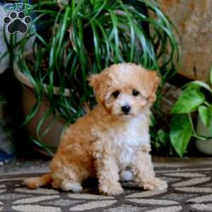 Cayla, Cavachon Puppy