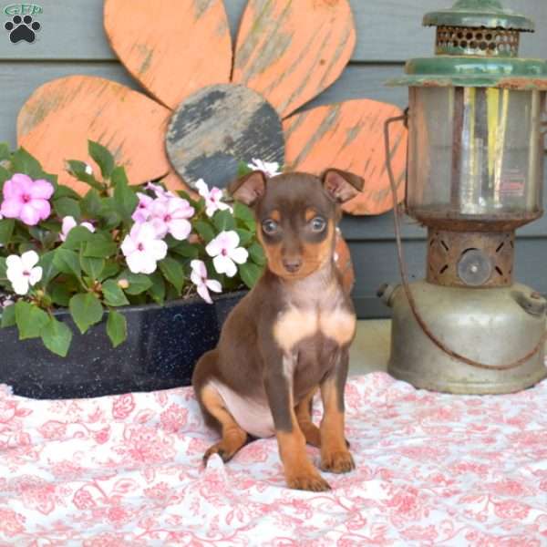 Cedar, Miniature Pinscher Puppy