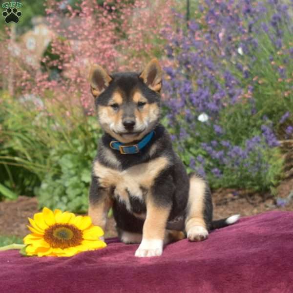 Cedar, Shiba Inu Puppy