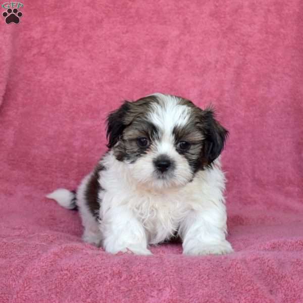 Charlie, Shih Tzu Puppy