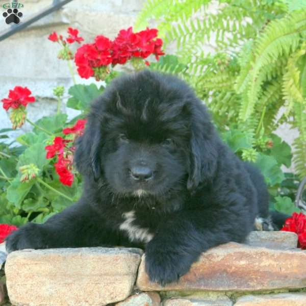 Charlie, Newfoundland Puppy