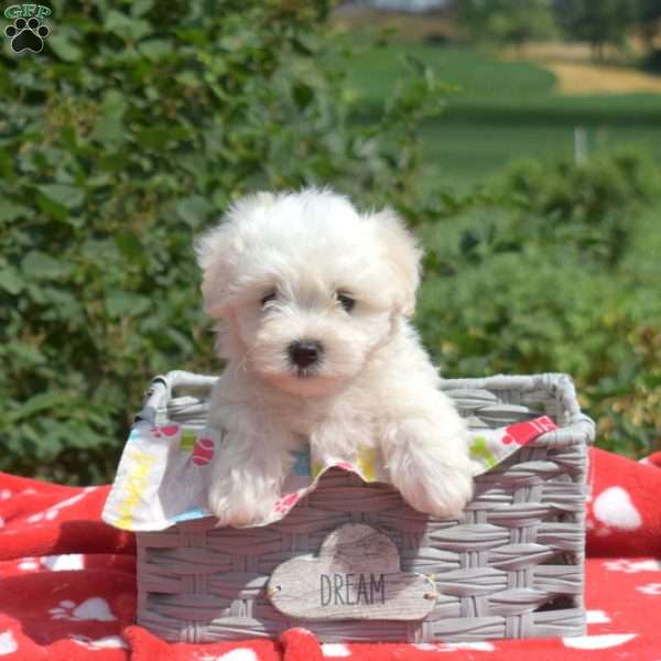 Charlie, Maltese Puppy