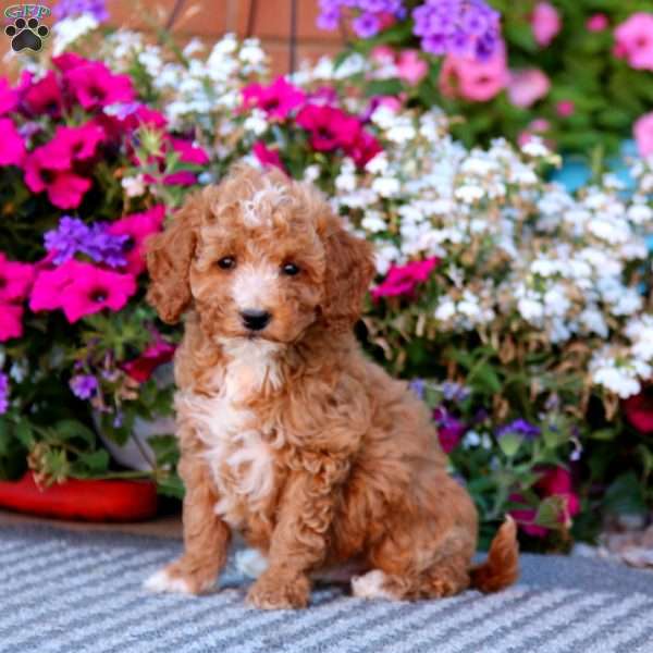 Charlie, Mini Goldendoodle Puppy