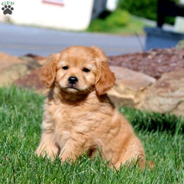 Charlie, Miniature Golden Retriever Puppy