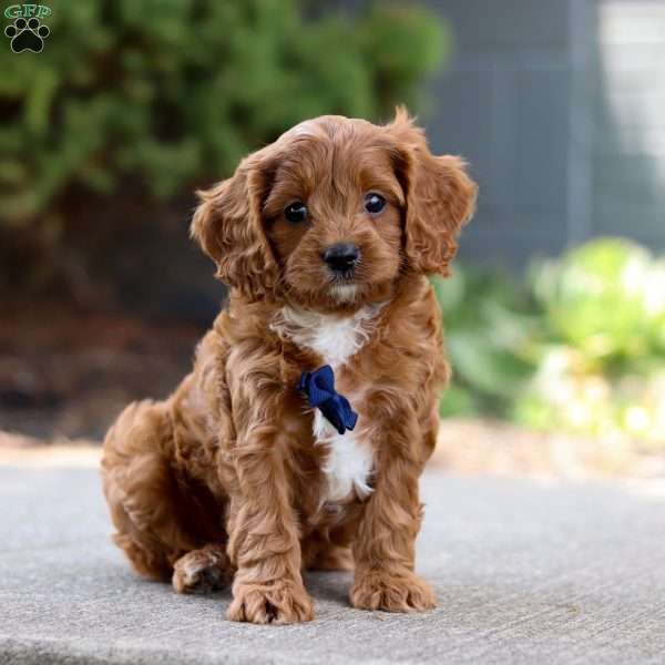 Charlie, Cavapoo Puppy