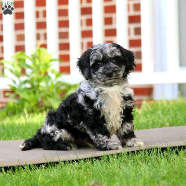 Charming, Cockapoo Puppy