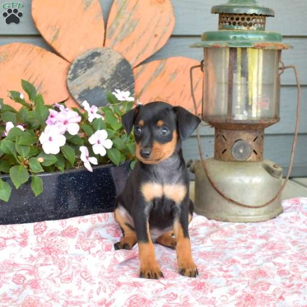 Chase, Miniature Pinscher Puppy