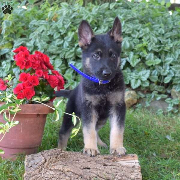 Chase, German Shepherd Puppy