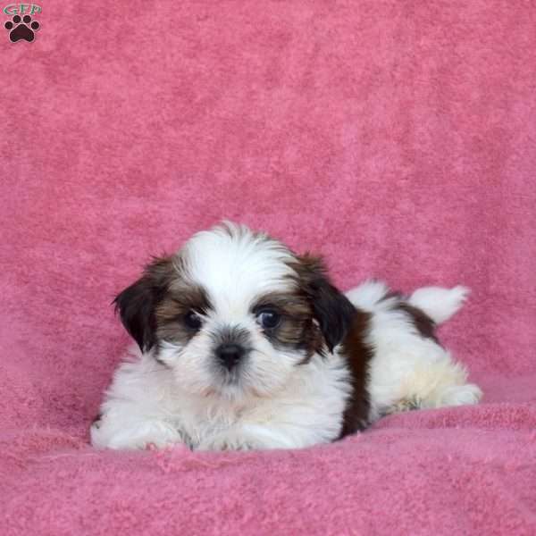 Chase, Shih Tzu Puppy