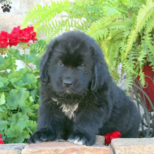 Chase, Newfoundland Puppy