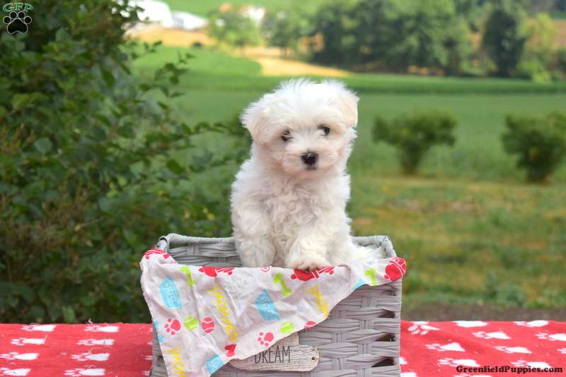 Chase - Maltese Puppy For Sale in Pennsylvania