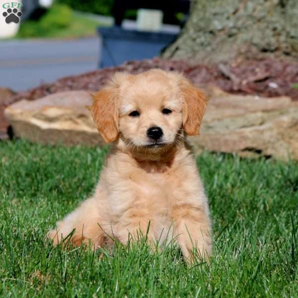 Chase, Miniature Golden Retriever Puppy