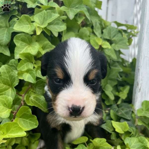 Chase, Bernese Mountain Dog Puppy