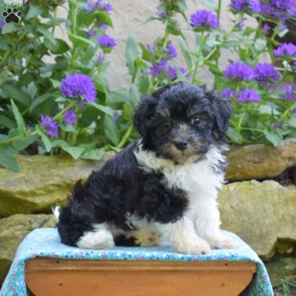 Checkers, Havanese Puppy