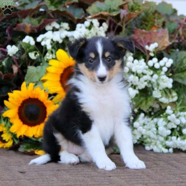 Chelsey, Sheltie Puppy