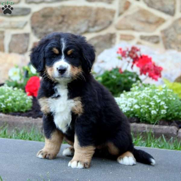 Chelsey, Bernese Mountain Dog Puppy