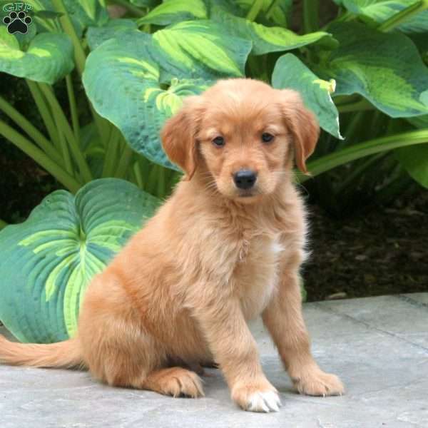 Chester, Golden Retriever Puppy