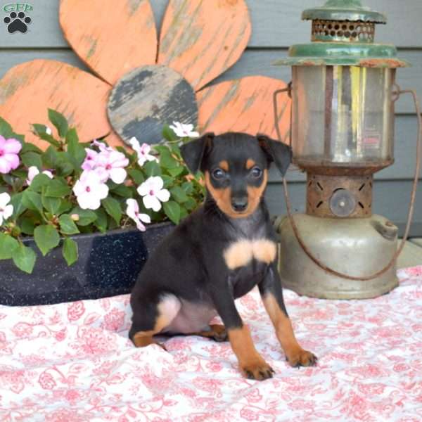 Chex, Miniature Pinscher Puppy