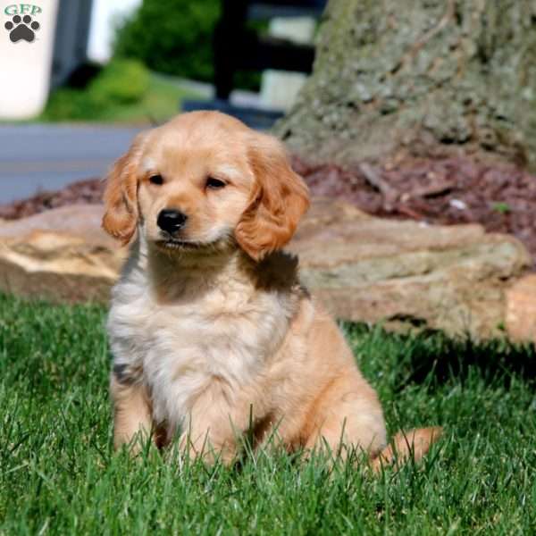 Chico, Miniature Golden Retriever Puppy