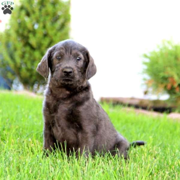 Chico, Labradoodle Puppy