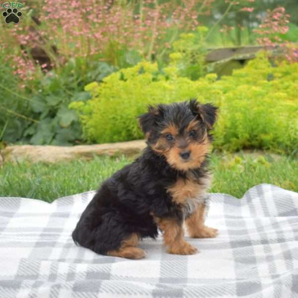 Chipper, Yorkie Poo Puppy