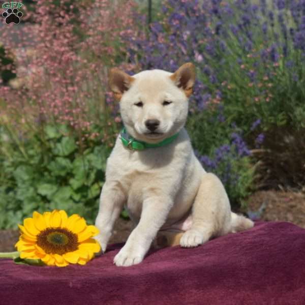 Chloe, Shiba Inu Puppy