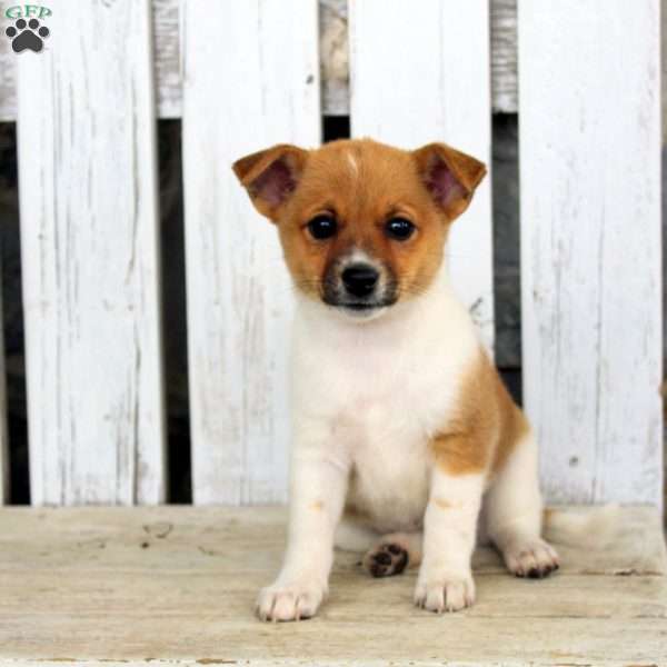 Chloe, Jack Russell Mix Puppy