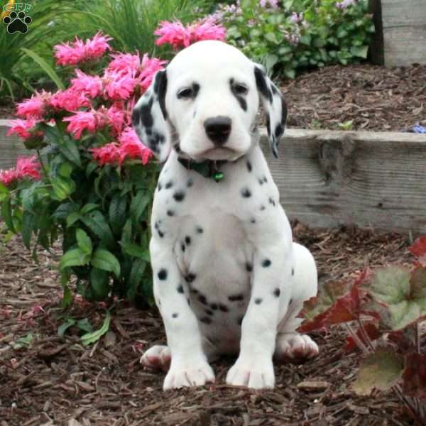 Chrissy, Dalmatian Puppy