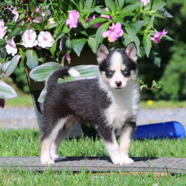 Christina, Pomsky Puppy