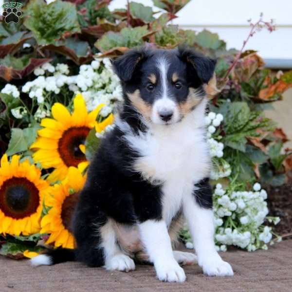 Christine, Sheltie Puppy