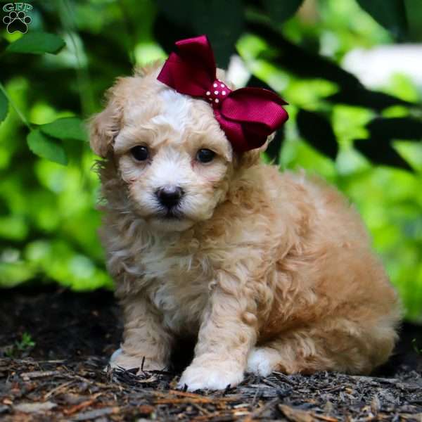 Claire, Maltipoo Puppy