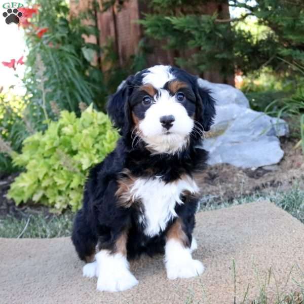 Claire, Mini Bernedoodle Puppy