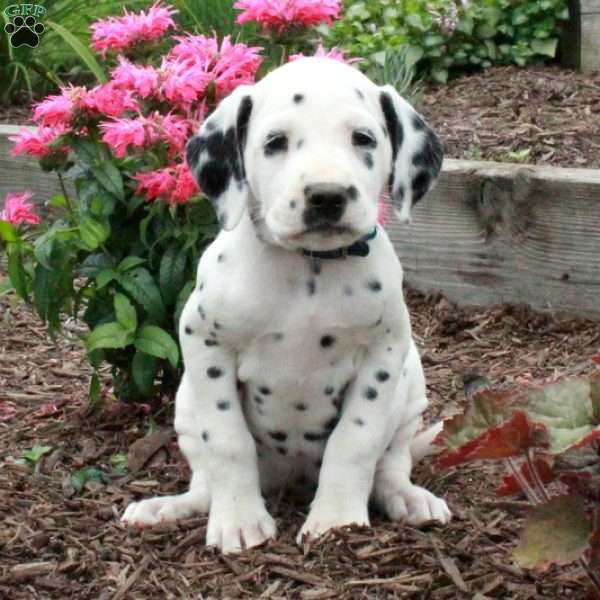 Clara, Dalmatian Puppy