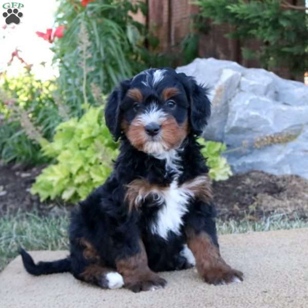 Clay, Mini Bernedoodle Puppy