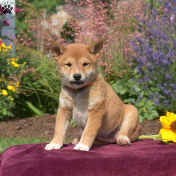 Clementine, Shiba Inu Puppy