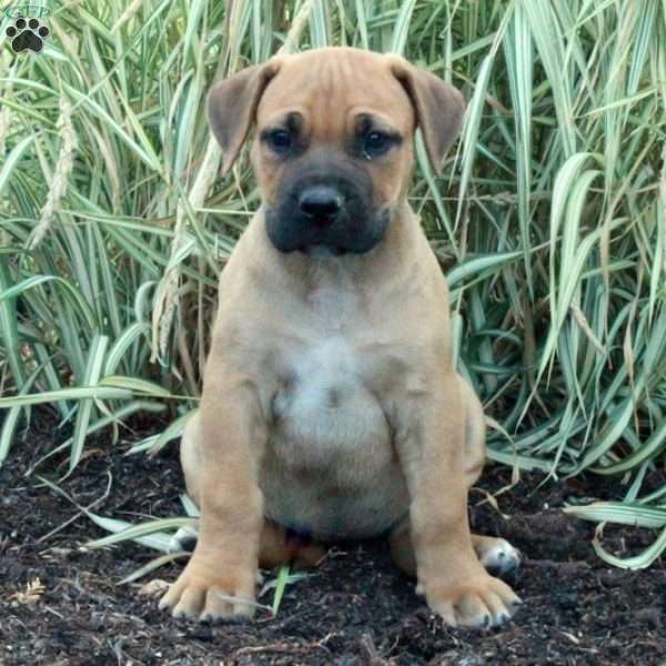 Cleo, African Boerboel Puppy