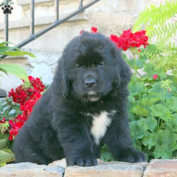 Clover, Newfoundland Puppy