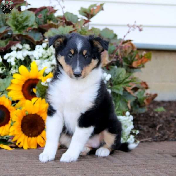 Clover, Sheltie Puppy