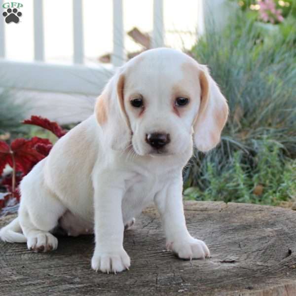 Coco, Beagle Puppy