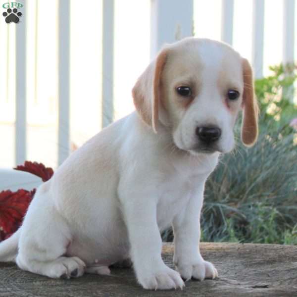 Cody, Beagle Puppy