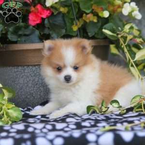Pomeranian Puppies For Sale - Greenfield Puppies