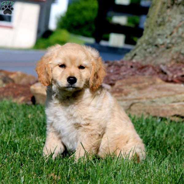 Cody, Miniature Golden Retriever Puppy