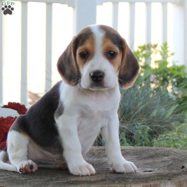 Colson, Beagle Puppy