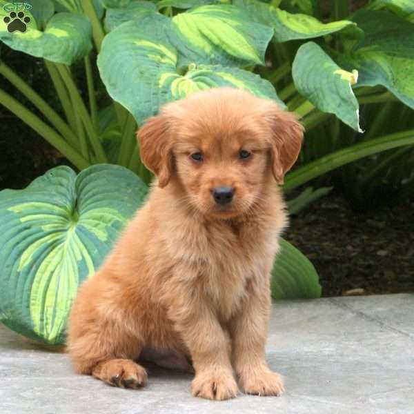 Colt, Golden Retriever Puppy