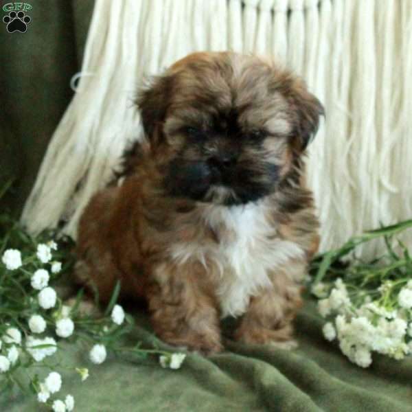 Colton, Shih Tzu Puppy