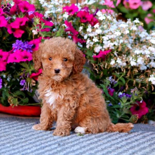 Colton, Mini Goldendoodle Puppy