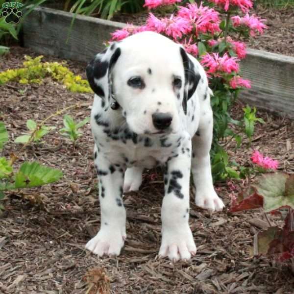 Comet, Dalmatian Puppy