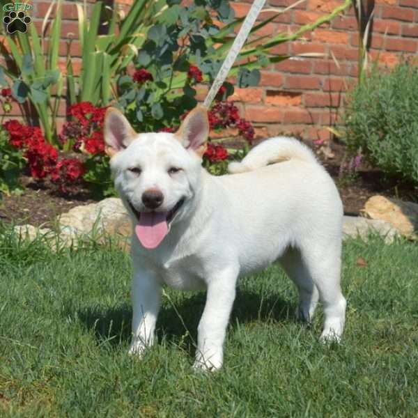 Comet, Shiba Inu Puppy