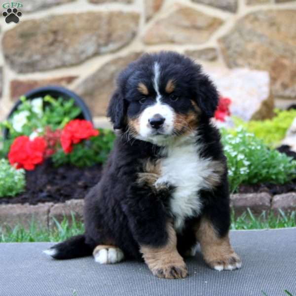 Cookie, Bernese Mountain Dog Puppy