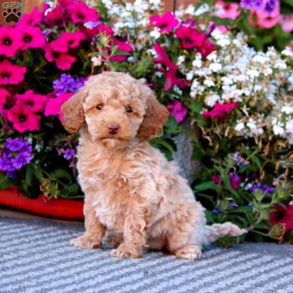 Cookie, Mini Goldendoodle Puppy